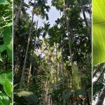 Goa-Agonda-merged (2)