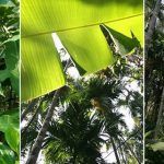 Goa-Agonda-merged (2a)