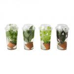 vattenrall-vodena-biljka-15 kn, Ikea