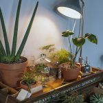 botanicar-zagreb-caffe-galerija (3)