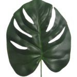 Emmezeta-monstera