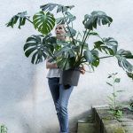 botanike-studio-osnova (48)