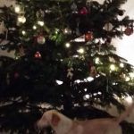 bozicne-dekoracije-kresimir-rogina