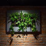 biljke-ducan-hortiart-home-zvonimirova (7)