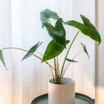 skola-stranih-jezika-sputnik-zagreb (76)