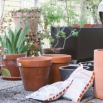 jelena-sangarelo-dom-biljke (36)