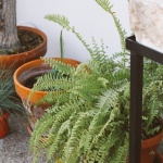 jelena-sangarelo-dom-biljke (51)