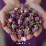 botanica-zacini (21)