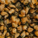 botanica-zacini (27)