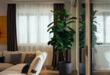 Zašto nam je Ficus lyrata i dalje najdraže sobno stablo?