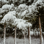 snijeg-gorski-kotar-advent-ana-bolobicchio-dblog (10)