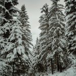 snijeg-gorski-kotar-advent-ana-bolobicchio-dblog (14)