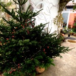 bozic-dragana-sapanjos-dblog (2)