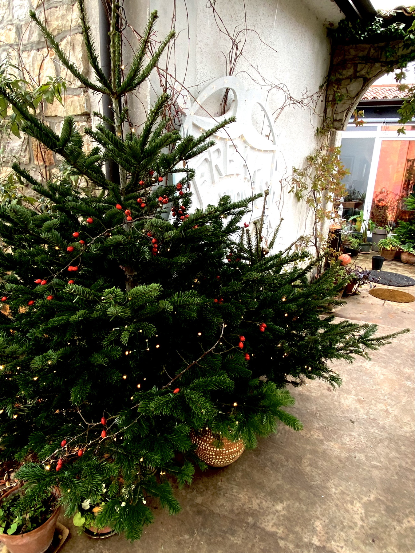 bozic-dragana-sapanjos-dblog (2)