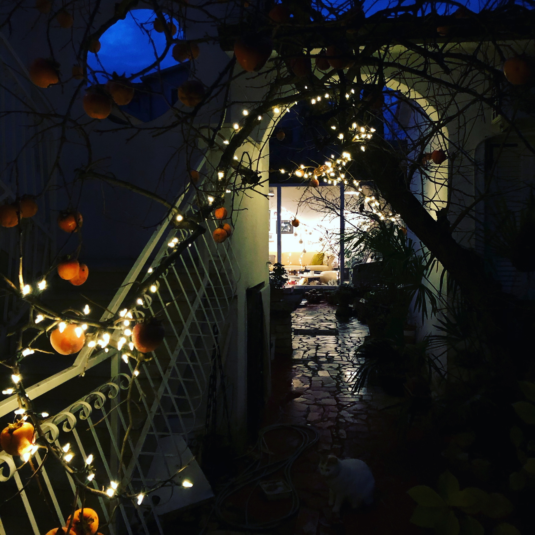 dragana-sapanjos-2019 (3)