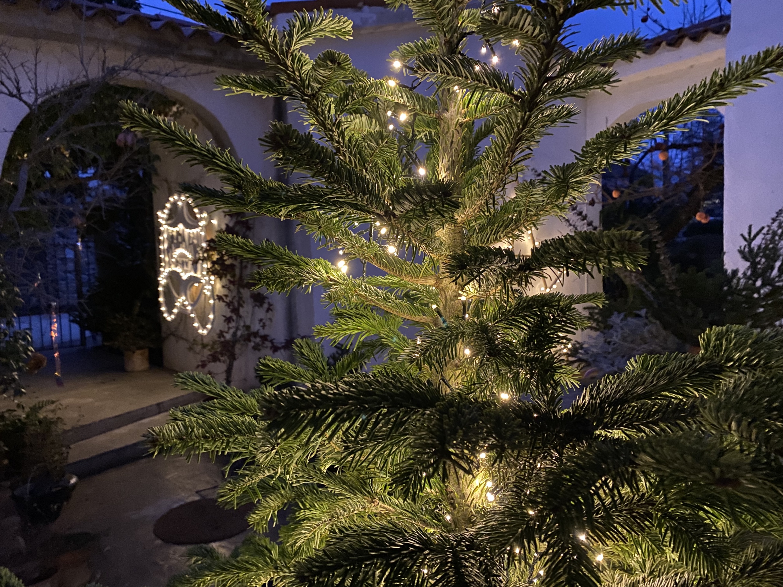 dragana-sapanjos-bozic-2021 (4)