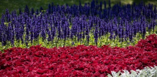 Počinje Floraart. Evo highlighta