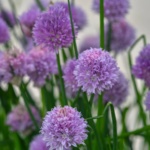 floraart-bundek-2024 (28)