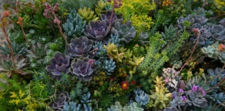 Floraart se održava za najbolji vikend