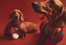 Božićna kolekcija za kućne ljubimce