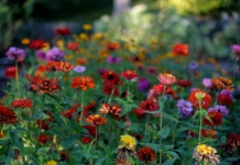 Floraart slavi 60. rođendan. Evo što nas očekuje